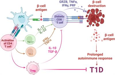 PPARs at the crossroads of T cell differentiation and type 1 diabetes